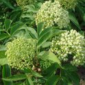 Sambucus tigranii fleur